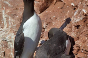 Kair - кореневаний житель льодовикових просторів Kair - кореневаний житель льодовикових просторів